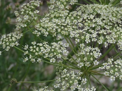 Laserpitium gallicum