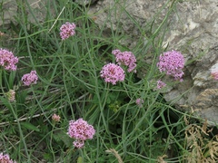 Centranthus angustifolius