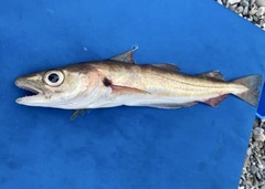 Merlangius merlangus
