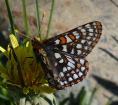 Euphydryas anicia bernadetta