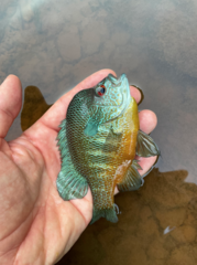 Rio Grande Longear Sunfish photo 3