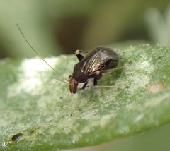 Halticus luteicollis