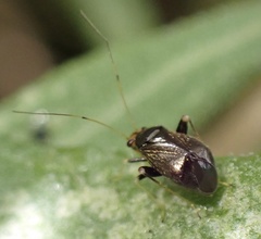 Halticus luteicollis