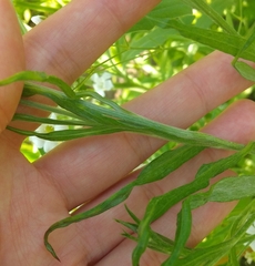 Matthiola longipetala
