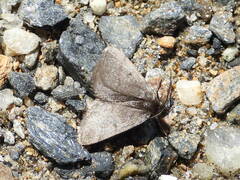 Metaxmeste phrygialis