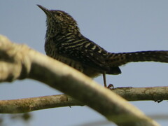 Campylorhynchus