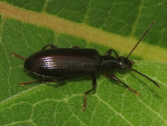 Statira gagatina