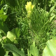 Castilleja cusickii