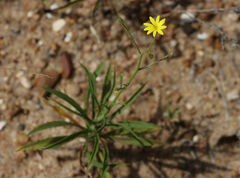 Croptilon hookerianum