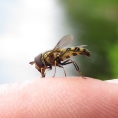 Metasyrphus