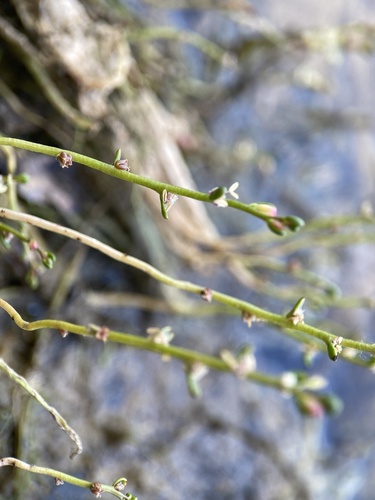 Slender watermilfoil (Myriophyllum tenellum)