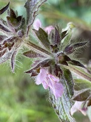 Stachys alpina