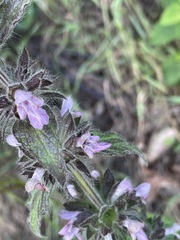 Stachys alpina