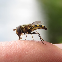 Metasyrphus