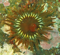 Anemonia mutabilis