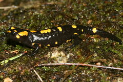 Salamandra corsica