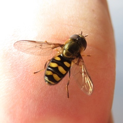 Metasyrphus