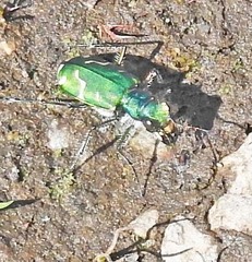 Cicindela tranquebarica sierra