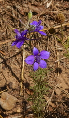 Delphinium pentagynum