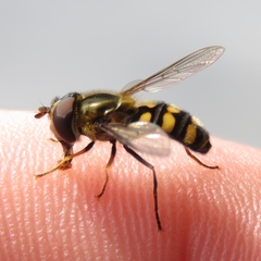 Metasyrphus
