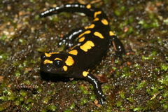 Salamandra corsica
