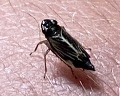 Evacanthus nigramericanus