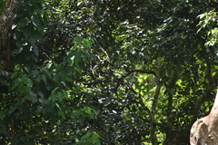 Zanclostomus javanicus