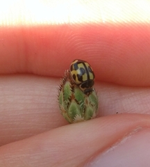 Propylea quatuordecimpunctata