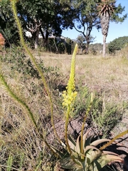 Bulbine latifolia