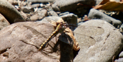 Ophiogomphus