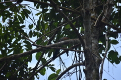 Zanclostomus javanicus