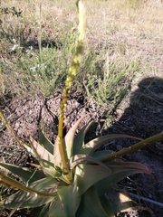 Bulbine latifolia