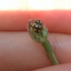 Propylea quatuordecimpunctata