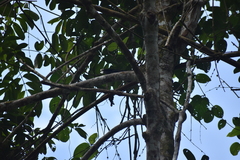 Zanclostomus javanicus