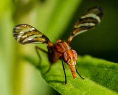 Tritoxa incurva