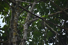 Zanclostomus javanicus