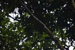 Zanclostomus javanicus