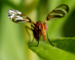 Tritoxa incurva
