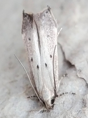 Perimede circitor