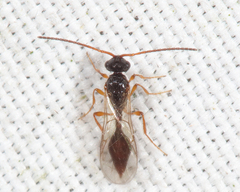 Aclista