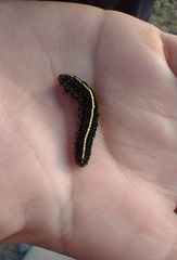 Chlanidophora albicancellata