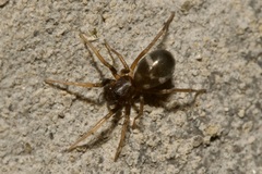 Phrurolithus festivus