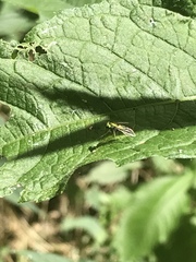 Condylostylus comatus