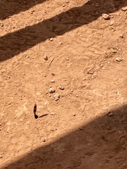 Exoprosopa dorcadion