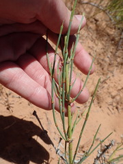 Ephedra cutleri