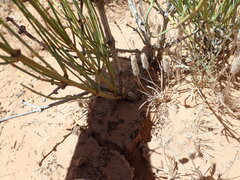Ephedra cutleri