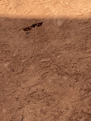 Exoprosopa dorcadion