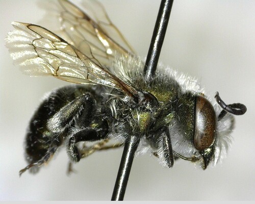 iNaturalist observation photo of Mason Bees