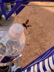 Exoprosopa dorcadion