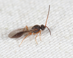 Aclista